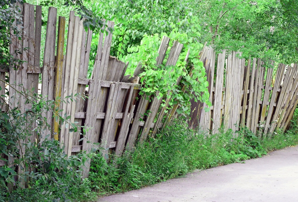 Vines can easily cause damage to a wood fence over time.