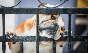 Be sure your dog can't push open a gate - and that others can't access it, either!