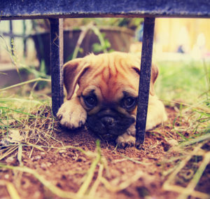 Ensure your fence is free of digging risks.