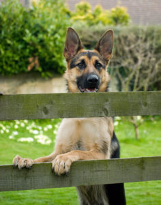 Make sure your fence doesn't have footholds for Fido!