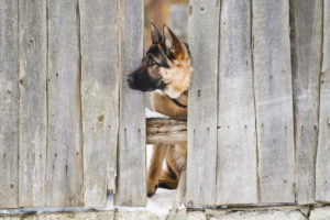 A damaged fence is a dangerous fence for dogs.