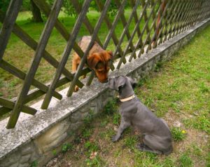 Help your dog make friends - appropriately!