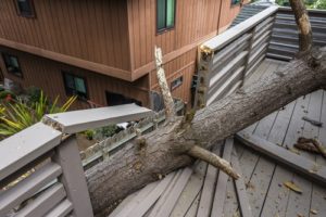 An uprooted tree can cause damage to your fence or deck.