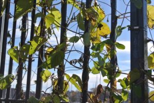 An aluminum fence can be used to create a private wall of vines or plants.