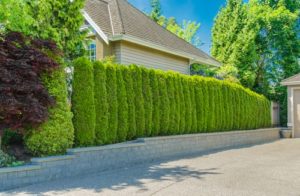 Trees or shrubs can create a wall of privacy.