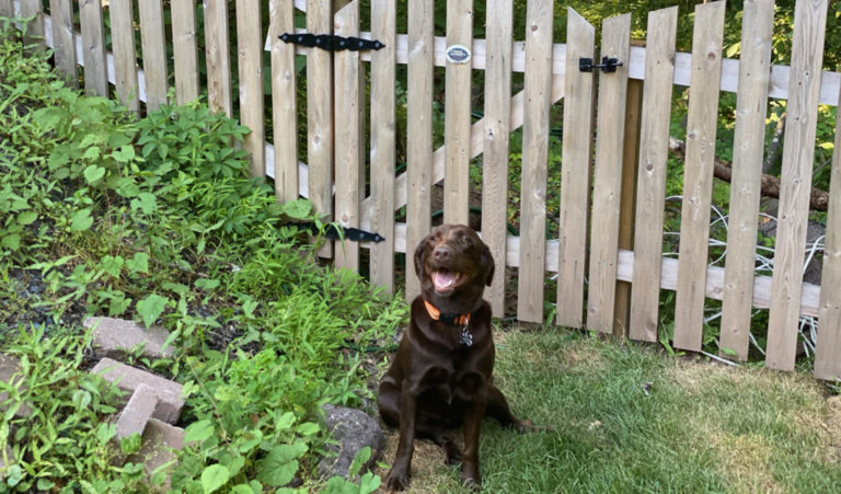 Domed Contemporary Picket with dog