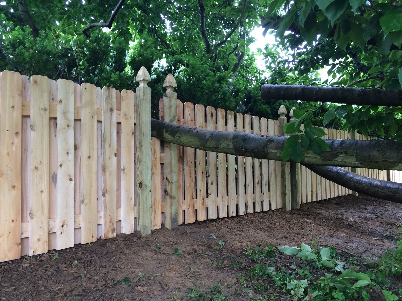 Fence built around a tree Nothing Can Stop US!