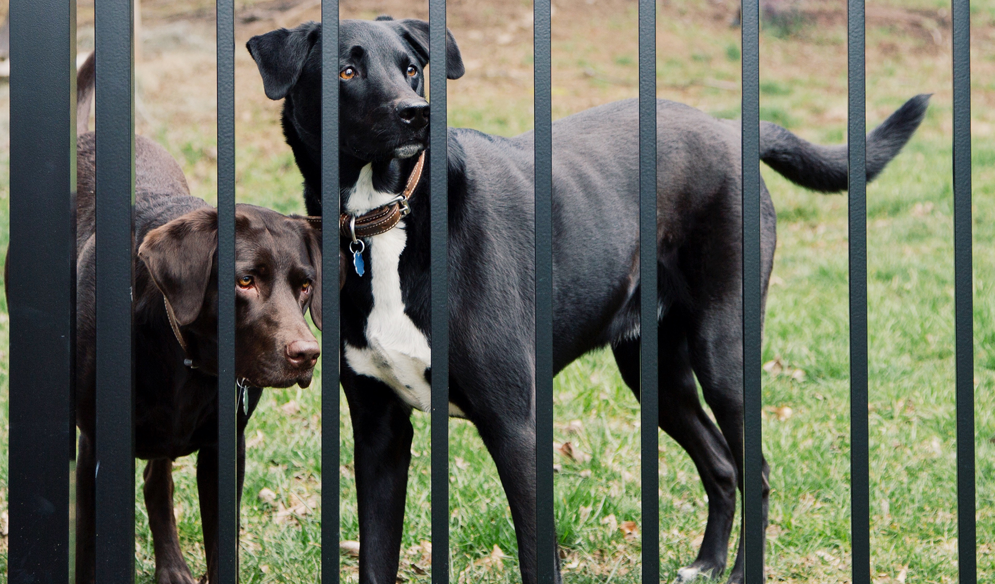 Granite Drop Rail Haven in Black with dogs