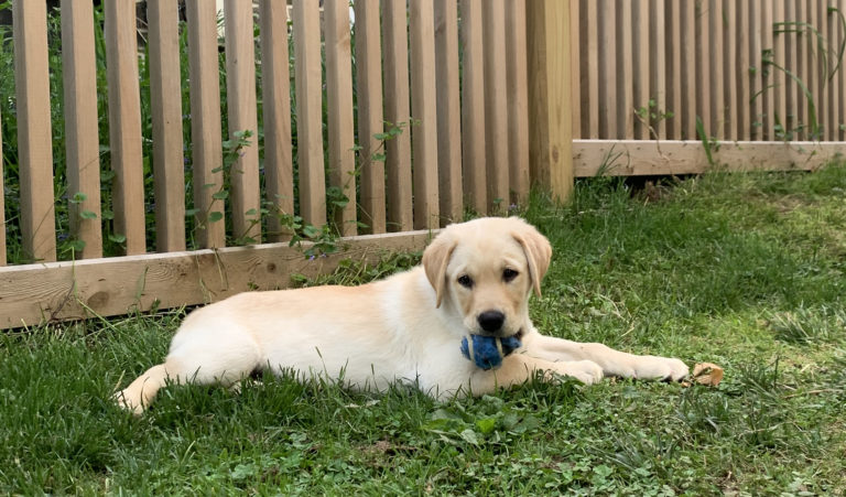 Spindle fence with puppy