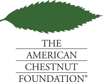american chestnut foundation