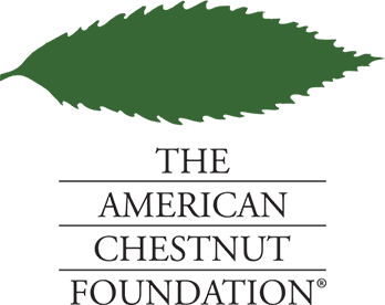 american chestnut foundation