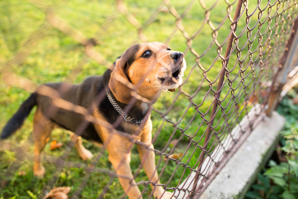 fence aggression dogs