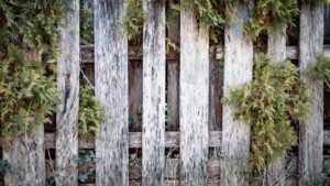 Wood fence with overgrown branches